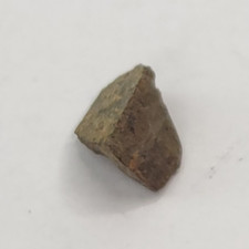 Allosaurus jimmadseni tooth for sale  Rockledge