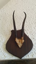 Trofeo corna con usato  Arcidosso