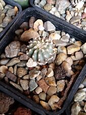 Geohintonia mexicana usato  Rivoli