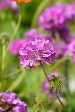 Armeria ballerina purple for sale  NOTTINGHAM