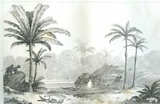 Brazil coconut palms d'occasion  Saint-Cyprien