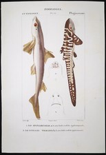 1831 pretre originale usato  Urbino