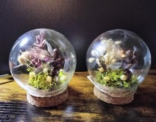 Art glass dome for sale  Ingleside