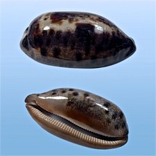 Cypraea testudinaria negros usato Cypraea testudinaria negros usato  Roma