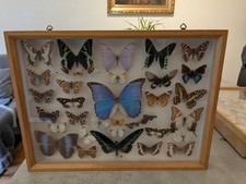 Entomologie schaukasten schmet gebraucht kaufen  Dortmund