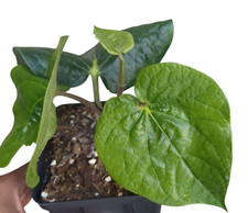 Betel leaves plant for sale  Plano