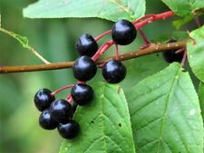 Ciliegio comune prunus usato  Spedire a Italy