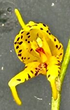 Masdevallia species polysticta gebraucht kaufen  Augsburg