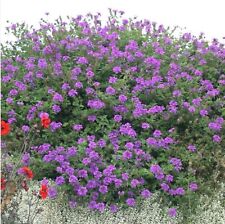 Verbena plug plants for sale  LONDON