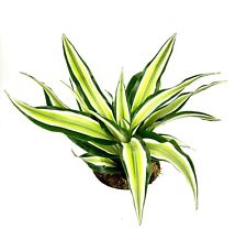 Dracaena malaika air for sale  Castaic