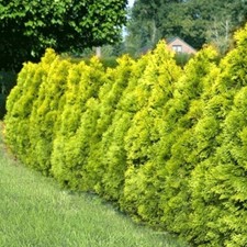 Drzewo życia / Tuja ZŁOTA BRABANCJA, 40-60 cm, w pojemniku na sprzedaż  Wysyłka do Poland