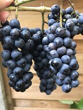 Vitas concord grape for sale  LONDON