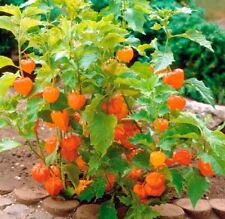 100 cape gooseberry for sale  CHIGWELL