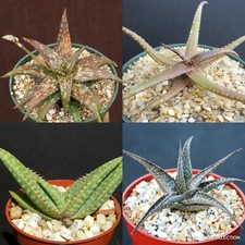 Aloe collection rare for sale  Miami