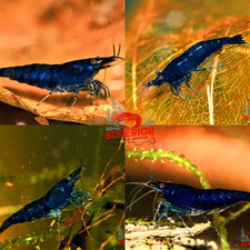Blue diamond shrimp for sale  Duluth