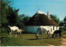 Animals horses camargue d'occasion  Expédié en Belgium