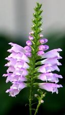 Physostegia virginiana obedien for sale  HORSHAM