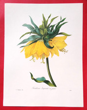 Lithographie fleurs fritillair d'occasion Lithographie fleurs fritillair d'occasion  Beaumont-du-Périgord