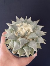 Rare plante cactus d'occasion  Aire-sur-l'Adour