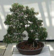 Samen sommer bonsai gebraucht kaufen  Calw