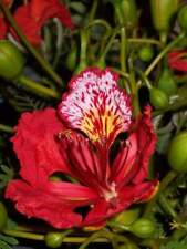 1000 pcs red for sale  Palm Desert