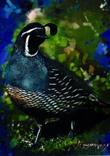 Quail 2025 artist for sale  Standish
