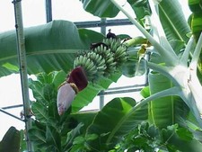 plants tree banana for sale plants tree banana for sale Yucaipa