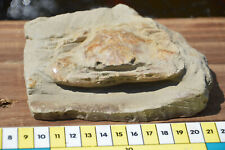 Amazing fossil crab for sale  UK