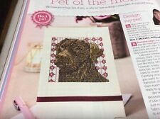 Chocolate coloured labrador for sale  BLACKBURN