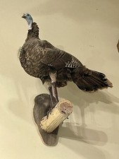Mounted hen turkey for sale  Nabb