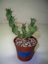 292 euphorbia clavigera for sale  El Cajon