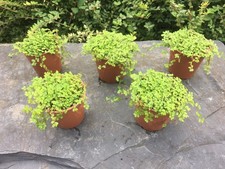 Green helxine soleirolii for sale  ABERYSTWYTH