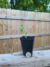 Pineapple mint small for sale  Dallas