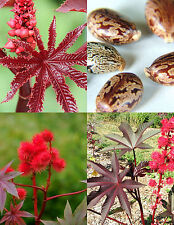 Purple jatropha rare for sale  Miami