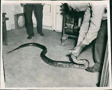 1947 photo animal for sale  Germantown