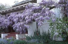 Year old wisteria for sale  Livingston