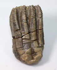 Crinoid encrinus liliiformis for sale  Shipping to United Kingdom