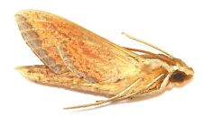 Lepidoptera sphingidae theretr for sale  Shipping to United Kingdom