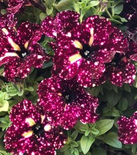 Petunia semi trailing for sale  UK