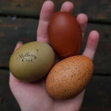 Rustic hatching egg for sale  Walkerton
