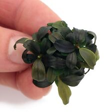 Bucephalandra kedagang mini for sale  HOUNSLOW