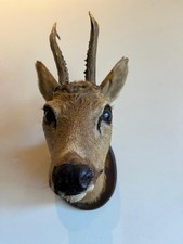 Rehbock geweih rehkopf gebraucht kaufen  Wünnenberg