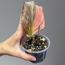 Kaempferia pulchra 'Variegata' (red) na sprzedaż  PL