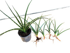 Snake plant fernwood for sale  Boynton Beach
