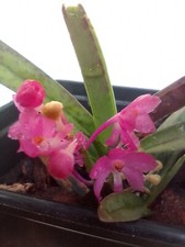 Ascocentrum ampullaceum blüht gebraucht kaufen  Bad Kösen