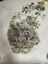 Raccoon family water for sale  Carmel