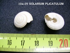 104.09 solarium plicatulum d'occasion  Esbly