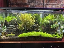 Assassin snail fish for sale  LONDON