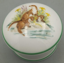 otter for sale otter for sale HEMEL HEMPSTEAD