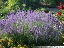 Lot graines lavande d'occasion  Chazelles